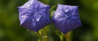 Платикодон