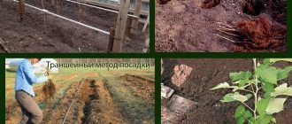 Два начина за засаждане на малини