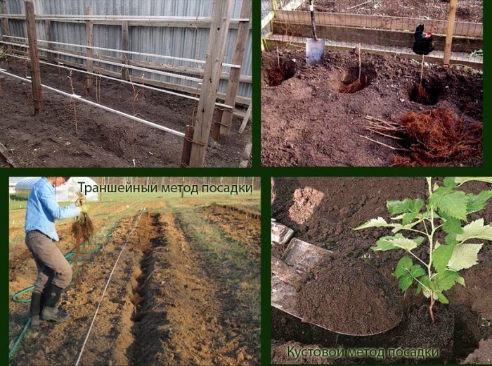 Два начина за засаждане на малини