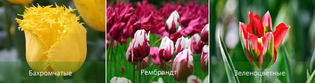 Късноцъфтящи лалета