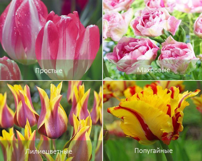 Късноцъфтящи лалета