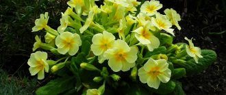 Иглика в градината