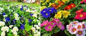 Цветово разнообразие на иглики