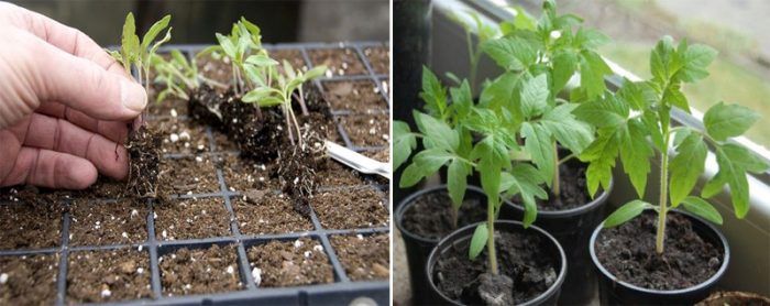 Μέθοδος σπορόφυτου