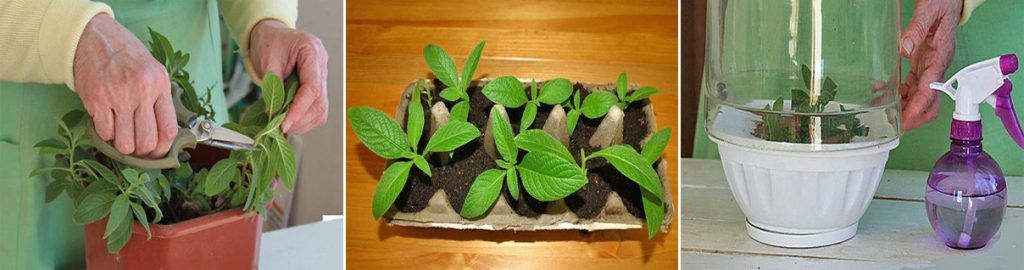 Πολλαπλασιασμός με μοσχεύματα