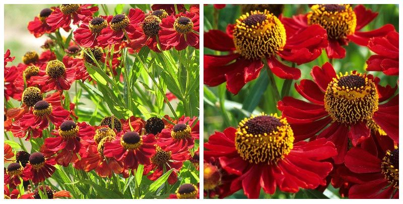 Ποικιλία Ρούμπιντσβεργκ Ελένιο Ρουμπίντσβεργκ