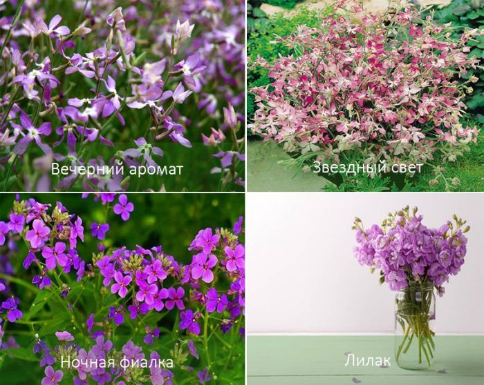 Сортове Матиола