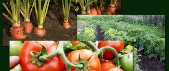 Узряване на зеленчуци