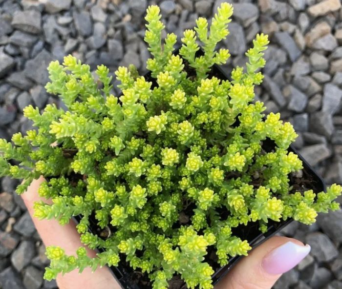 Седум акутум