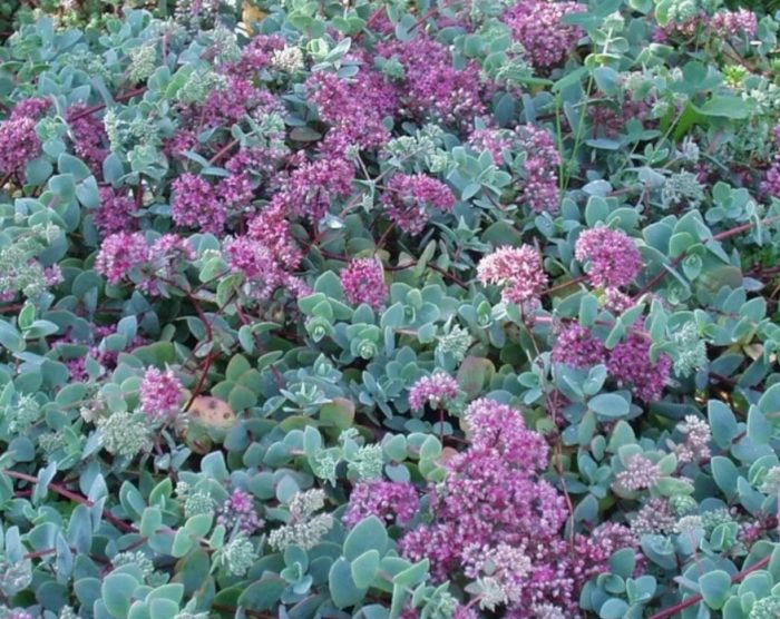 Седум еверсии