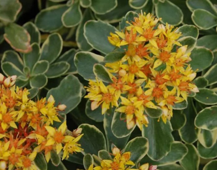 Камчатски седум