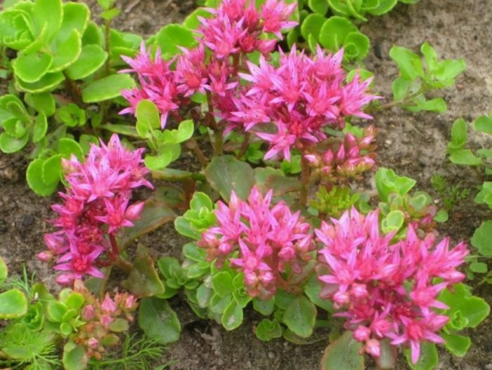 Седум спуриум