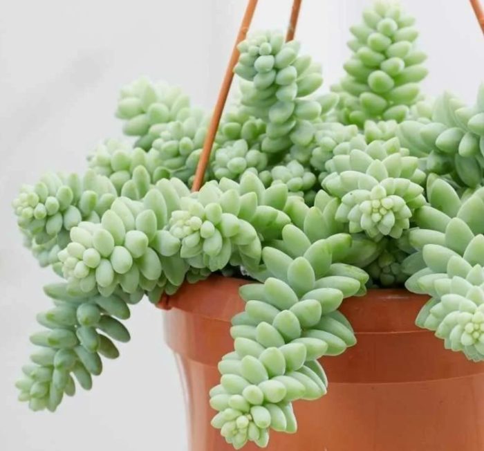 Седум Моргании