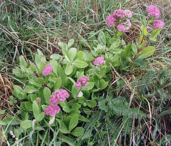 Седум вулгаре