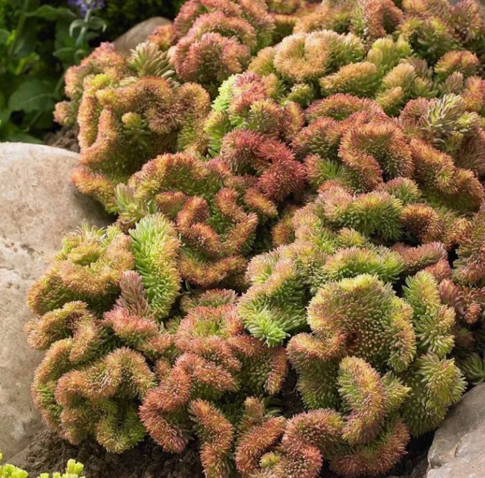 Седум рефлексум