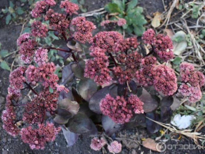 Седум в цветна леха