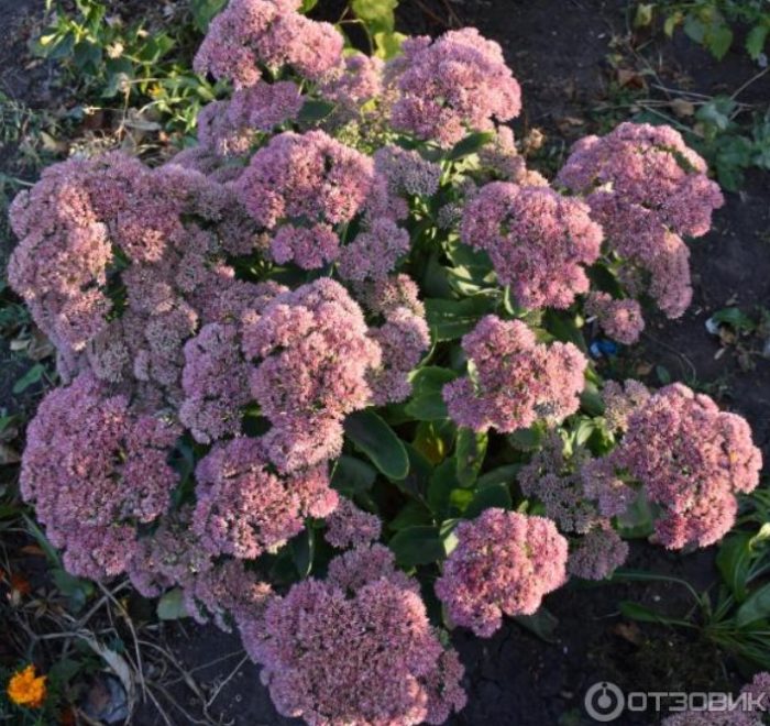 Лилав седум