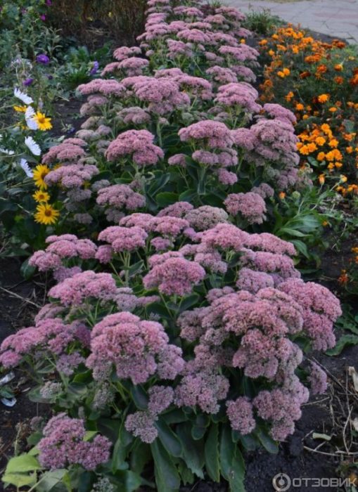 Седум по границата