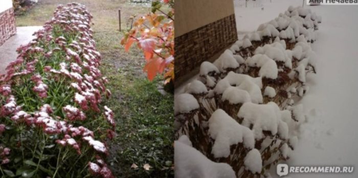 Седум през зимата