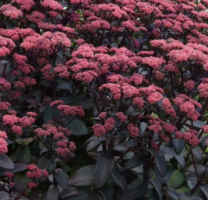 Лилав седум