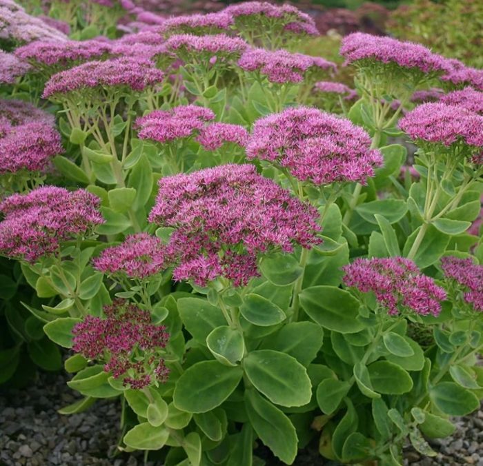 Седум спектабиле