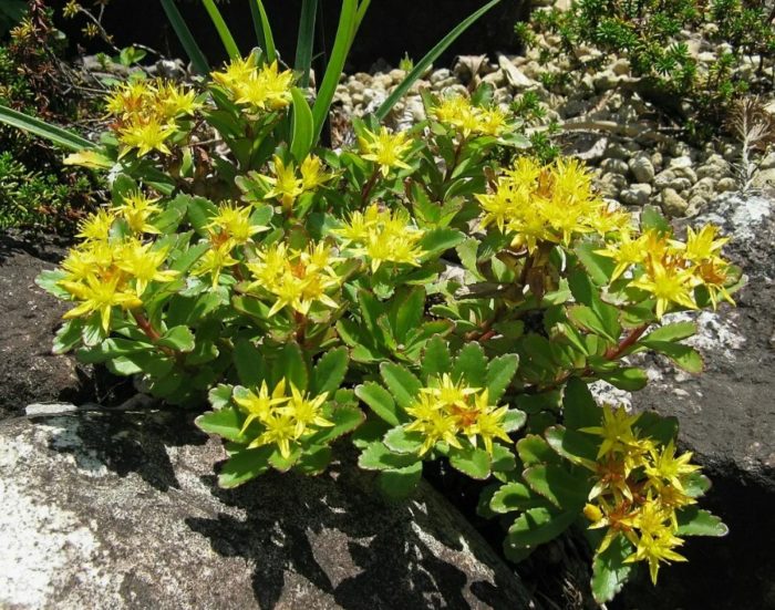 Седум упорит