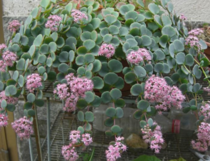 Sedum sieboldii