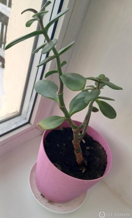 Красула на прозореца