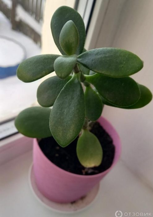 Листа от крассула