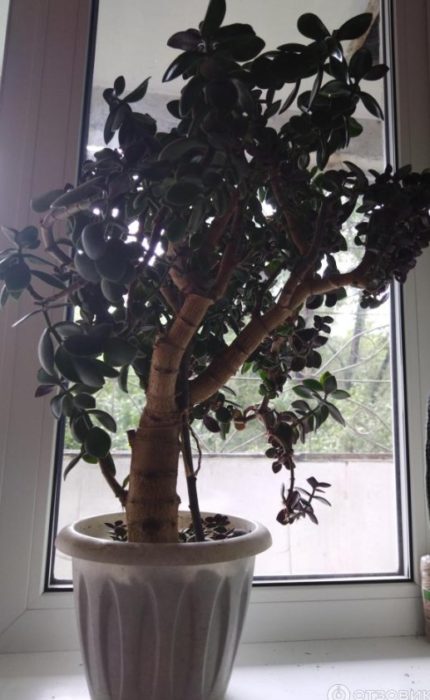 Голямо дърво Crassula