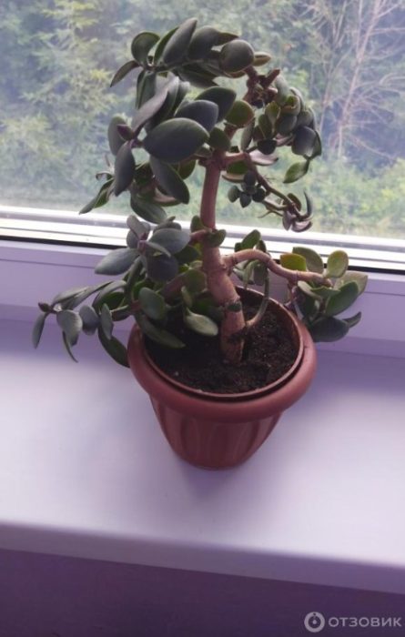 Красула в нова саксия