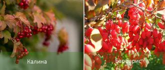 Храсти, устойчиви на сянка