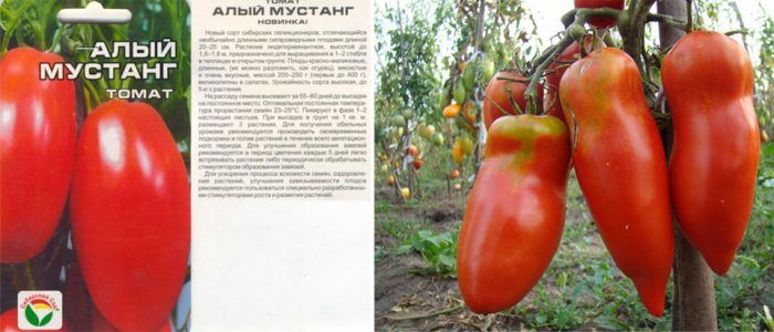 Scarlet Mustang Ντομάτα