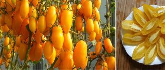 Сорт бананови крака