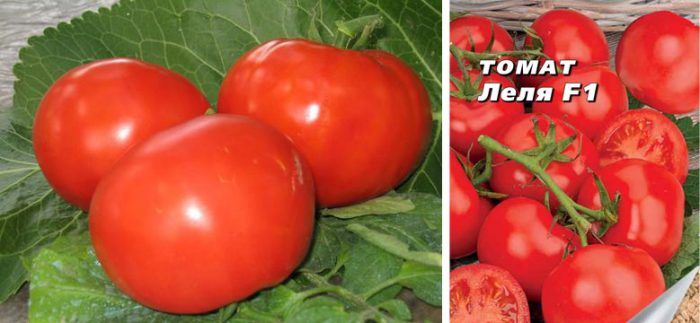 Сорт домат Леля Домат Леля