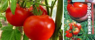 Домат кокиче