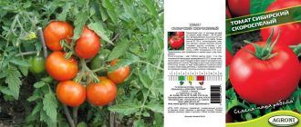 Ранозреещ сибирски домат