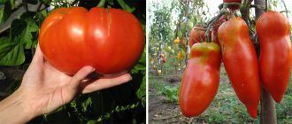 Големи домати