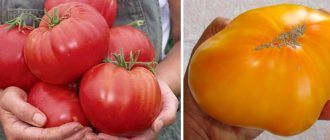 Домати за Сибир