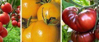 Високодобивни сортове домати