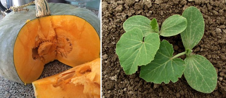 Пулпа от мраморна тиква Разсад от тикви