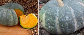 Мраморна тиква