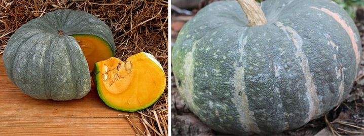 Сладка тиква Мраморна тиква