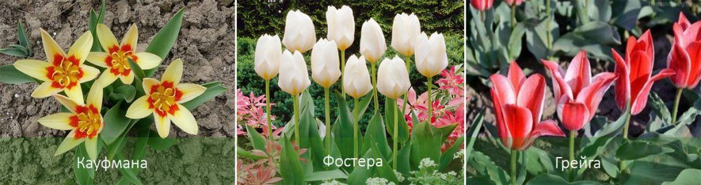 Видове лалета