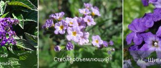 Видове хелиотроп