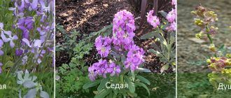 Видове Матиола