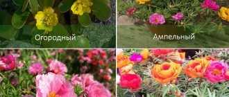 Видове тученица