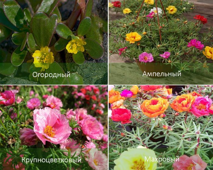 Τύποι γλιστρίδας