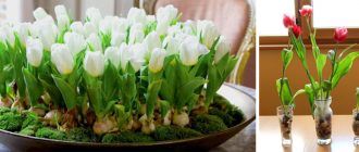 Форсиране на лалета