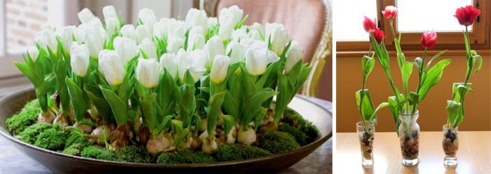 Форсиране на лалета